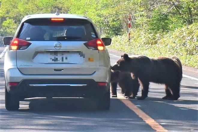 Fed by tourists, brown bears in Shiretoko lose fear of humans