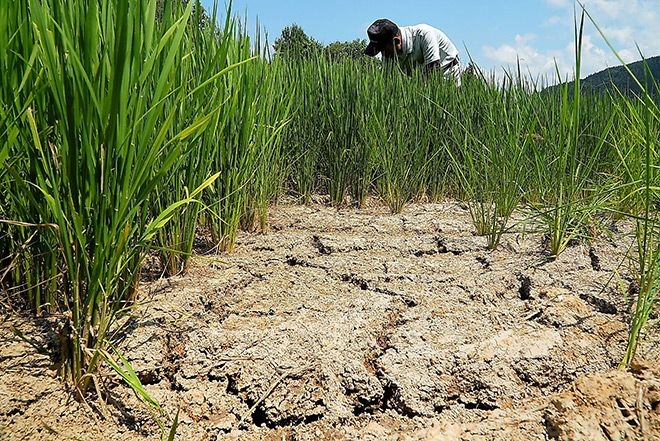 Extreme heat, scant rainfall bode ill for this year's rice crop