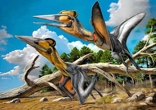 New genus, species named for pterosaur fossil in Kyushu