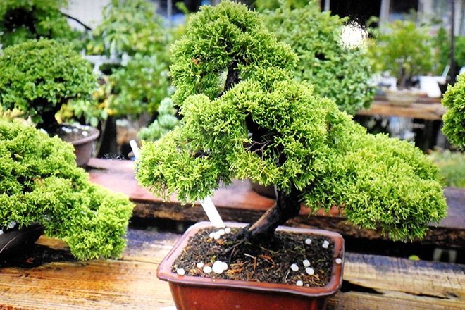 Vietnamese man accused in theft of 22 bonsai from store in Tokyo