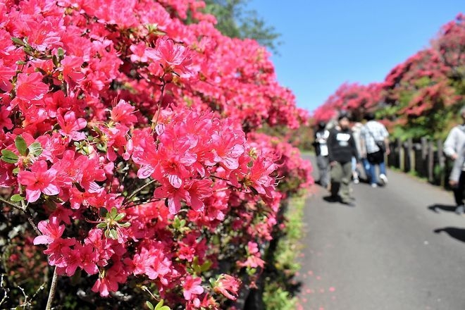 VOX POPULI: Disappearing pollinators add sobering edge to spring flowers