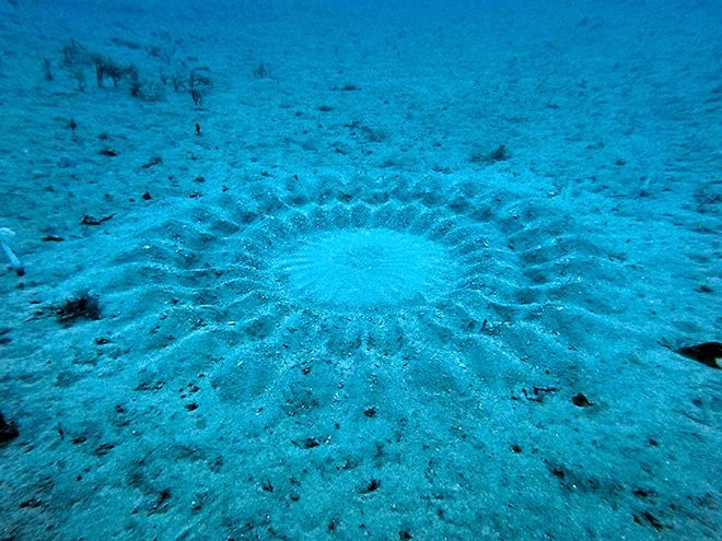 ‘Crop circles' made by love-struck pufferfish spotted off island