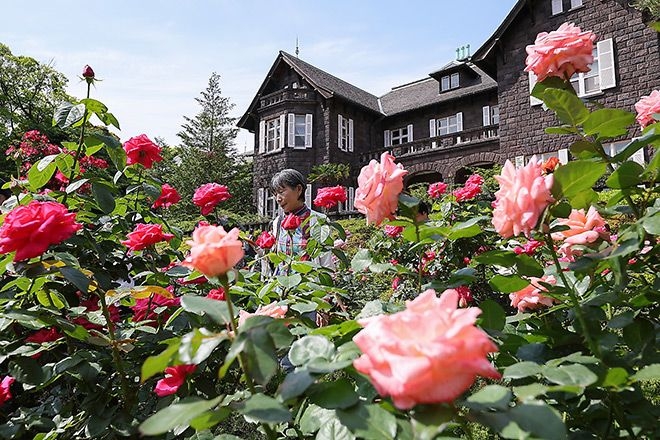 100 varieties of roses in full bloom at Kyu-Furukawa park