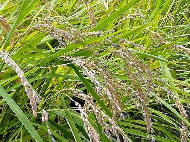 VOX POPULI: Abrupt swerve in the government's rice policy is unnerving