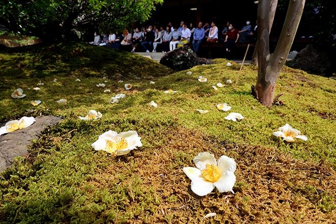 Kyoto temple's garden now open to view ‘one-day' blooms