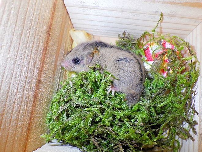 First dormouse found in town in Wakayama saved from cat
