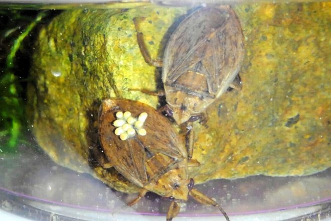 Study: Water bugs with wider paternal care get more mates