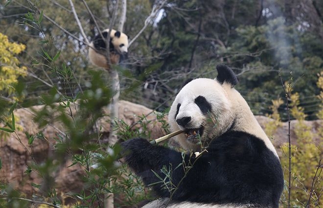 Local areas in Japan scramble to procure lucrative pandas