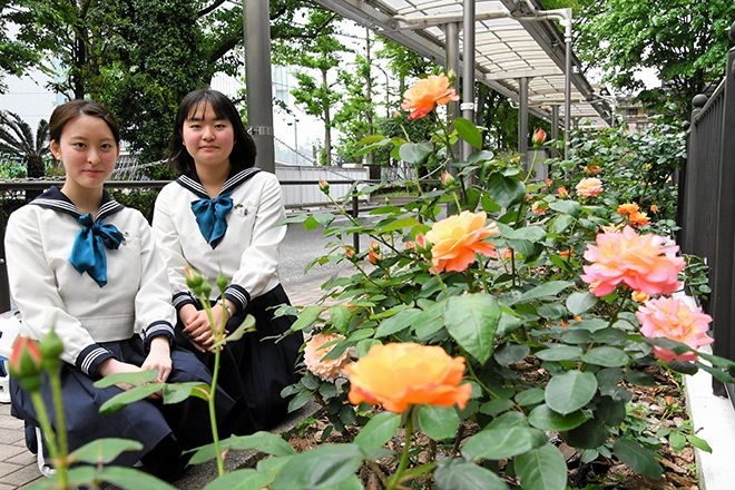‘Anne Frank' roses at Tokyo girls' school sow desire for peace