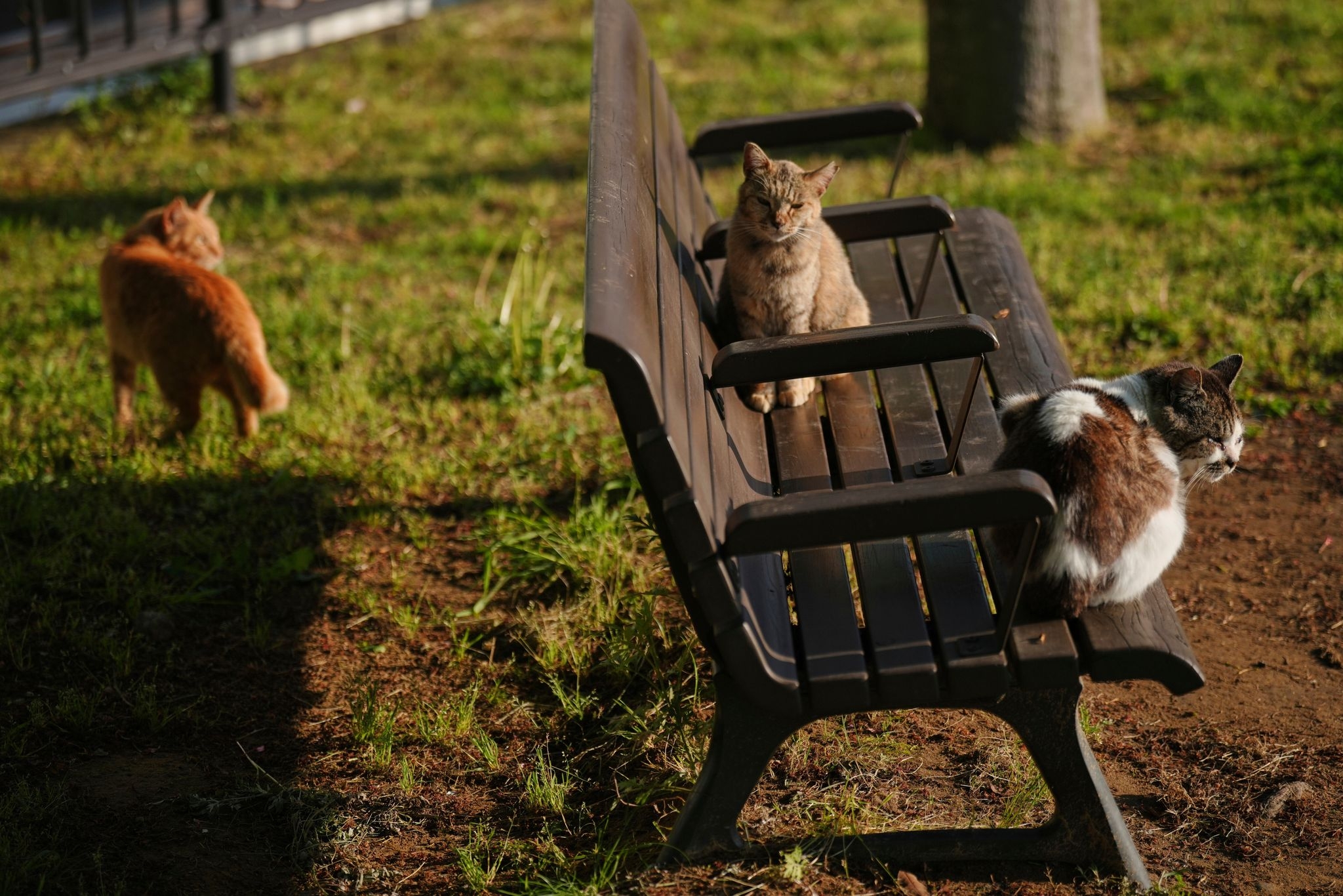 In Japan, rare bobtail cats are considered good luck. Nagasaki is filled with them