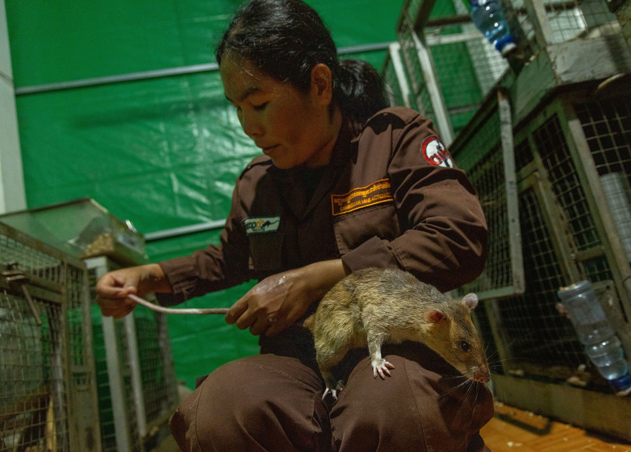 Giant rats leading land mine detection efforts in Cambodia
