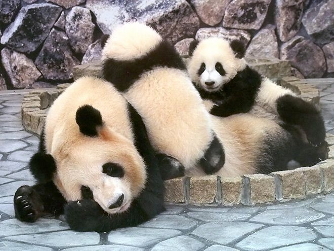 4 pandas at Wakayama zoo will be returned to China in June