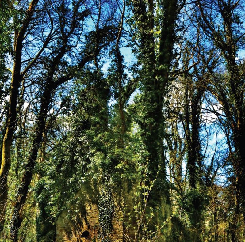 Welsh Government unveils plan to strengthen protections for ancient woodlands