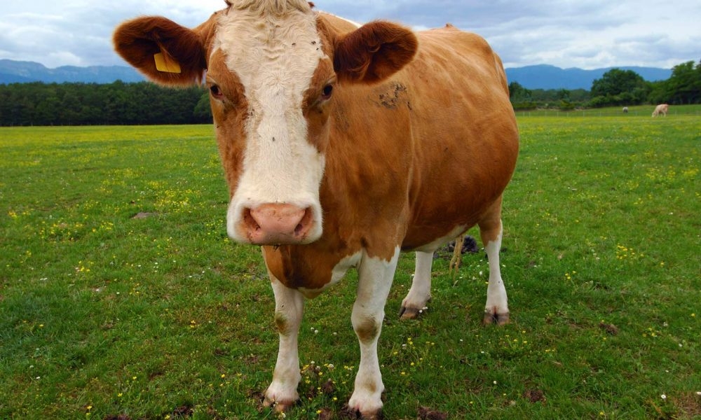 New Pembrokeshire and Carmarthenshire farms join innovation network