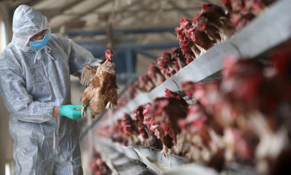 Bird flu outbreak confirmed in Pembrokeshire poultry