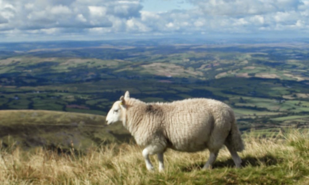 FUW welcomes progress of livestock worrying bill in Parliament