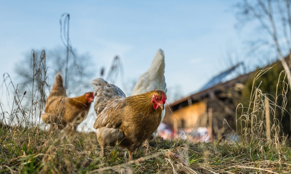 Pembrokeshire home next to animal sanctuary not allowed to drop farming-only use rule