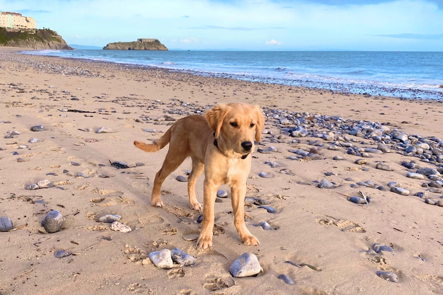 Seasonal dog restrictions in place on popular Pembrokeshire beaches