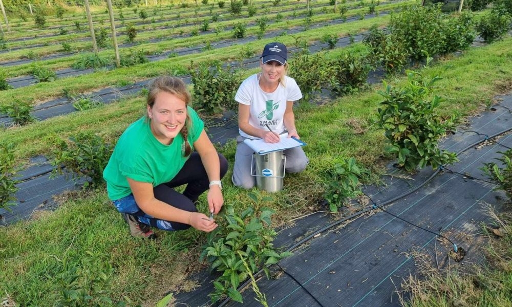 Time for more home grown tea cultivation?