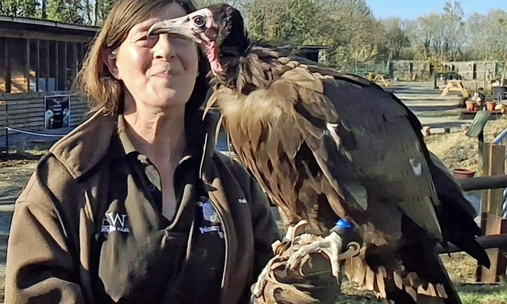 Welsh conservationists on mission to help save endangered African vultures