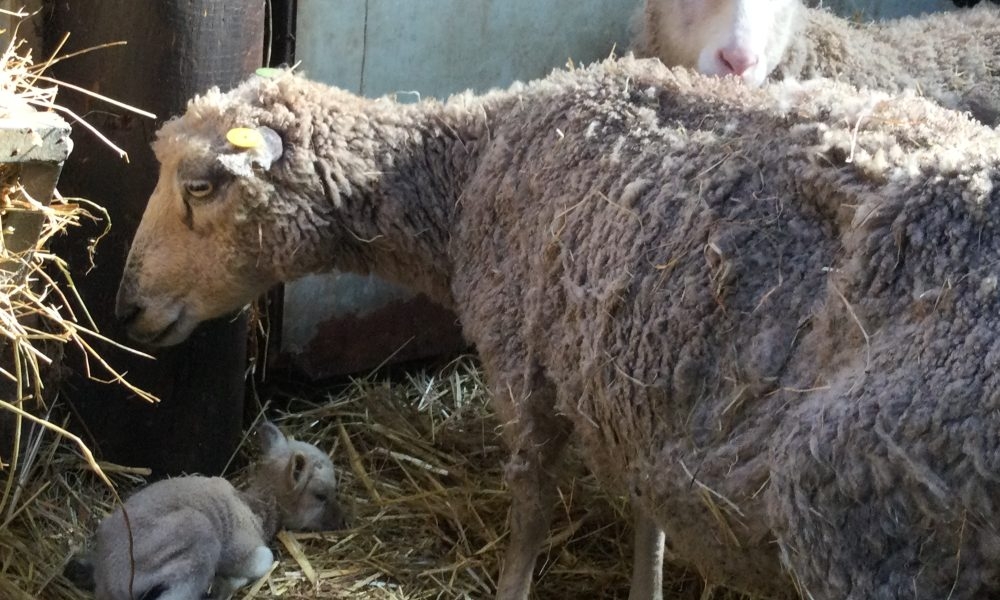 Animal health team praised after conclusion of complex cruelty case