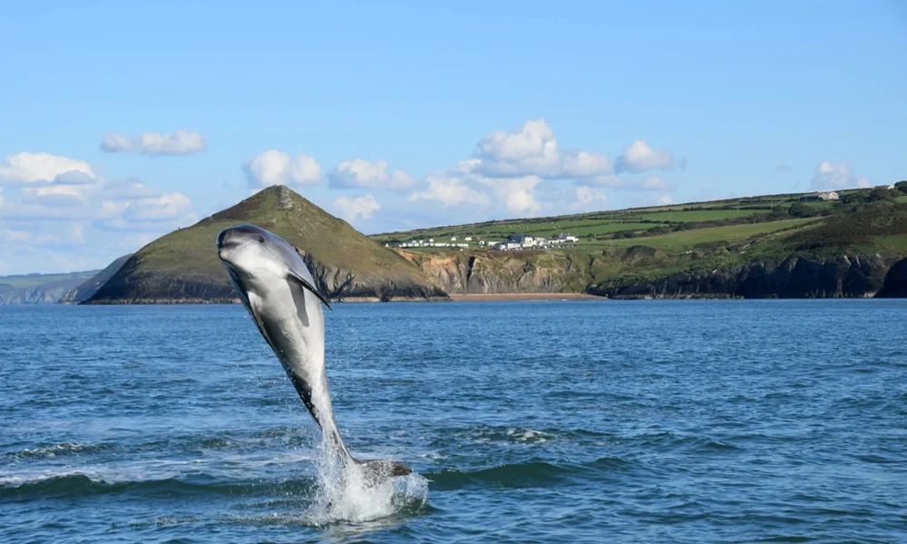 Marine detectives shine a light on secret lives of Cardigan Bay dolphins