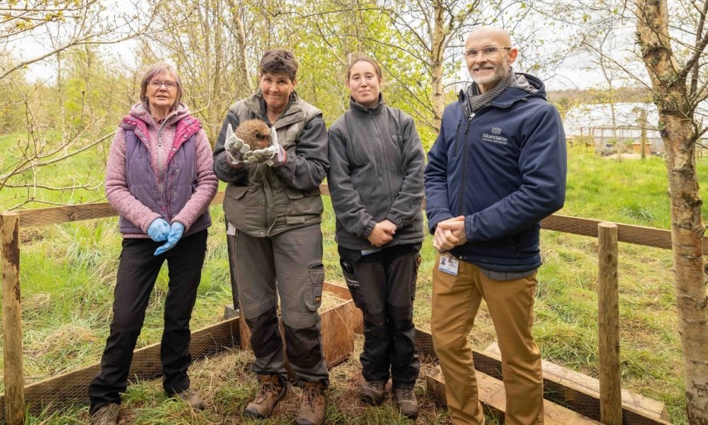 Hedgehogs successfully rehomed at Bluestone National Park Resort
