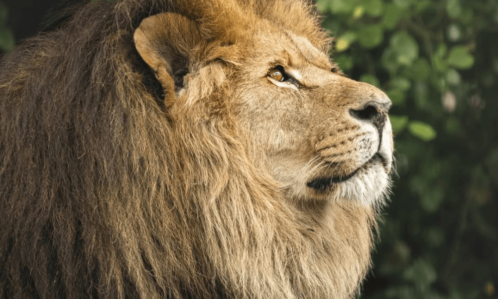 Sad farewell to Folly Farm's majestic Lion, Hugo