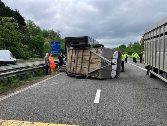 Lucky escape for cows as livestock trailer overturns on M4