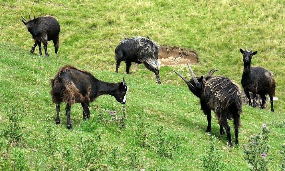 St Andrew's Church, Narberth, taken over by herd of goats