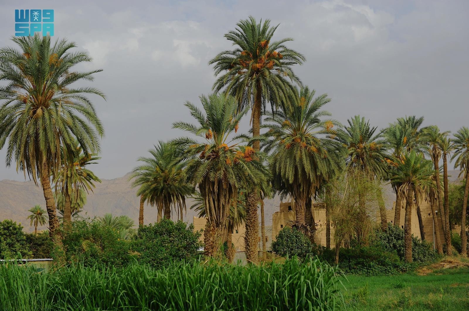 Over 500,000 Palm Trees in Najran Supply Local Market with Finest Dates