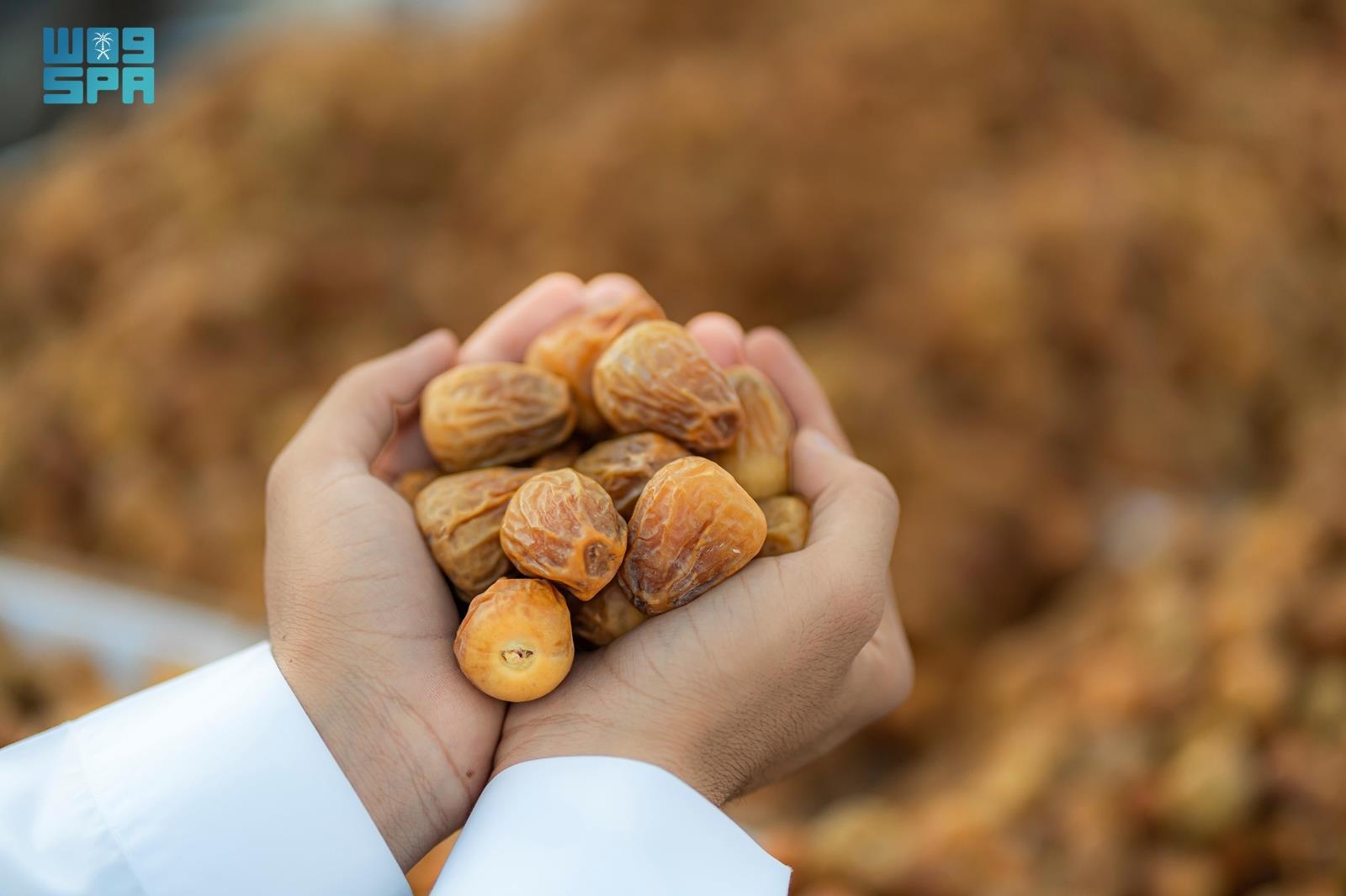 بيئي / "أرض القصيم".. منصة عالمية لتعزيز الاستهلاك والإنتاج المسؤول