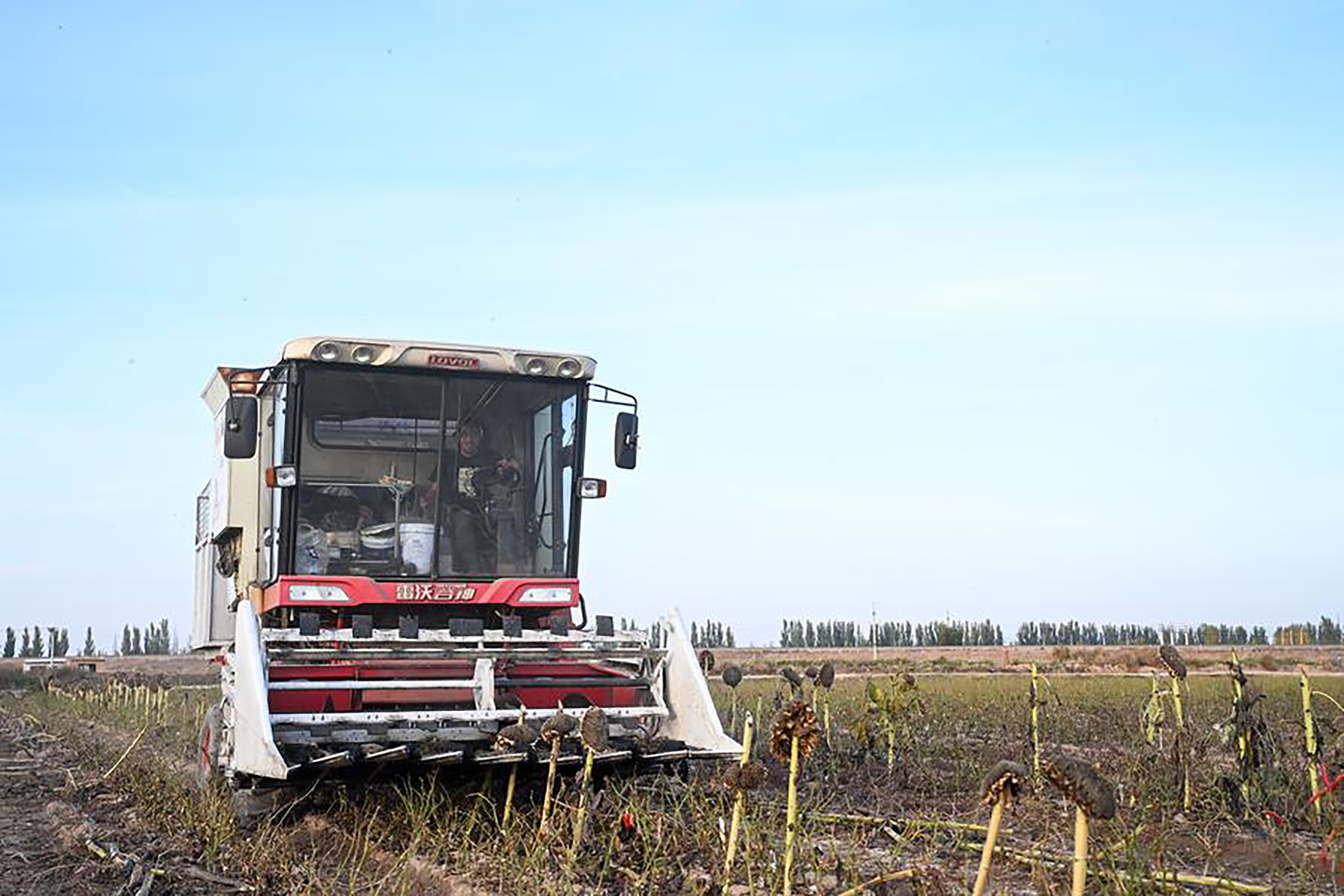Small Chinese city reaps global success with sunflowers