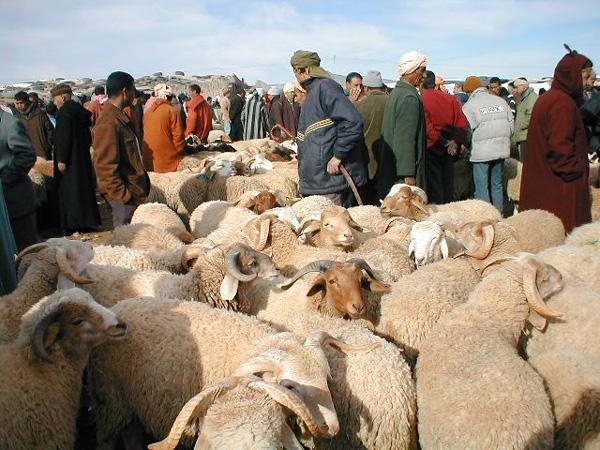 السلطات تقرر غلق أسواق الماشية لمدة أسبوعين