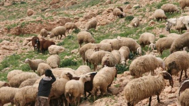 الحكومة تدعم أسعار الأعلاف للحفاظ على القطيع الوطني