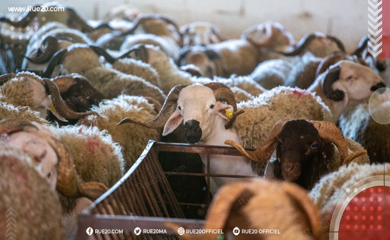 إلغاء الديون/دعم الأعلاف/الترقيم/التلقيح/ الحكومة تعلن عن برنامج ضخم لإعادة تشكيل القطيع الوطني
