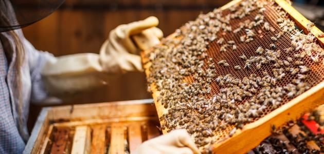 مبيدات سامة تهدد تربية النحل بالمغرب