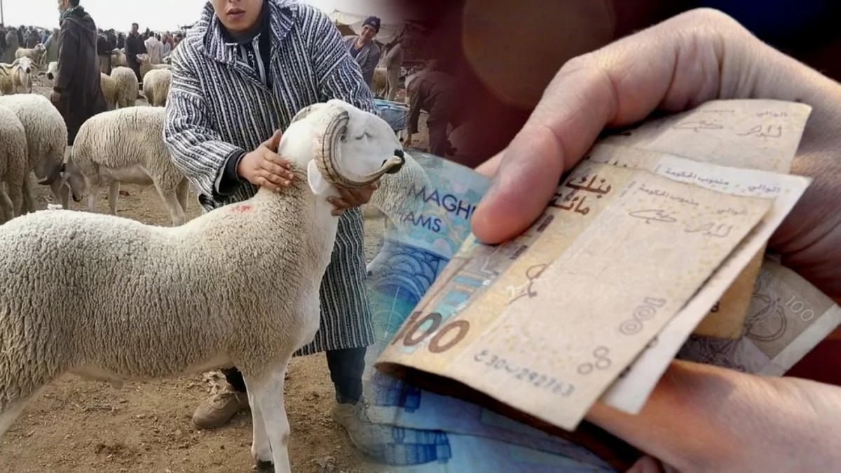 تنفيذاً للتوجيهات الملكية.. الحكومة تُطلق دعماً مباشراً لحماية إناث الغنم وبرنامجاً خاصاً بتحسين السلالات