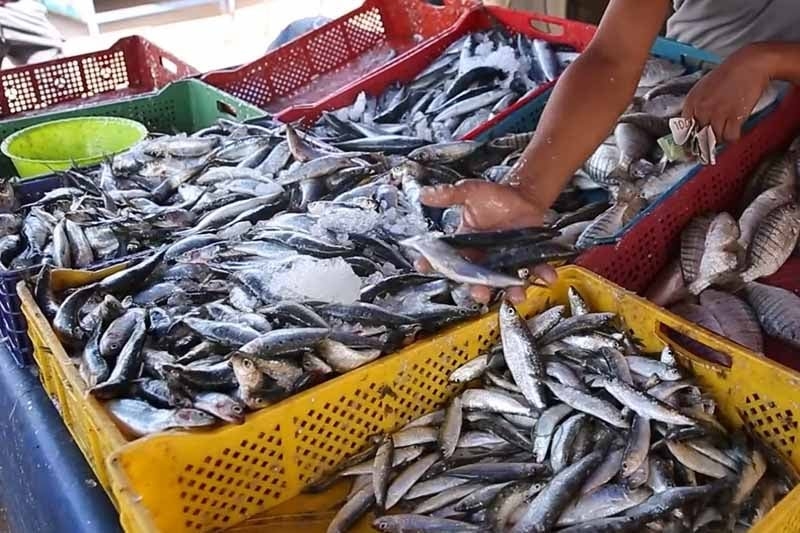 خبير مغربي لدى الأمم المتحدة: لدي مشروع جاهز لبيع سمك السردين بـ10 دراهم على طول السنة