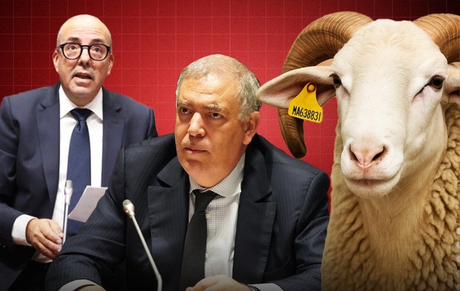 عجز وزير الفلاحة عن إحصاء رؤوس الماشية وترقيمها يغضب وزير الداخلية