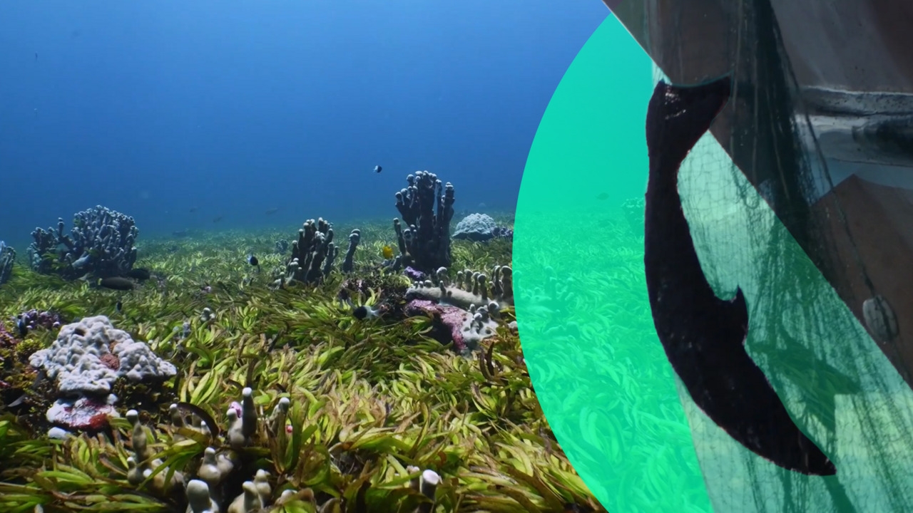 In the Saya de Malha Bank, sharks are being hunted to extinction for their fins