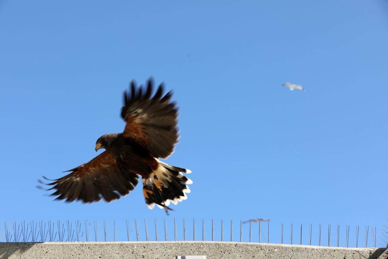 Hawk missing from California zoo shows up 15 months later