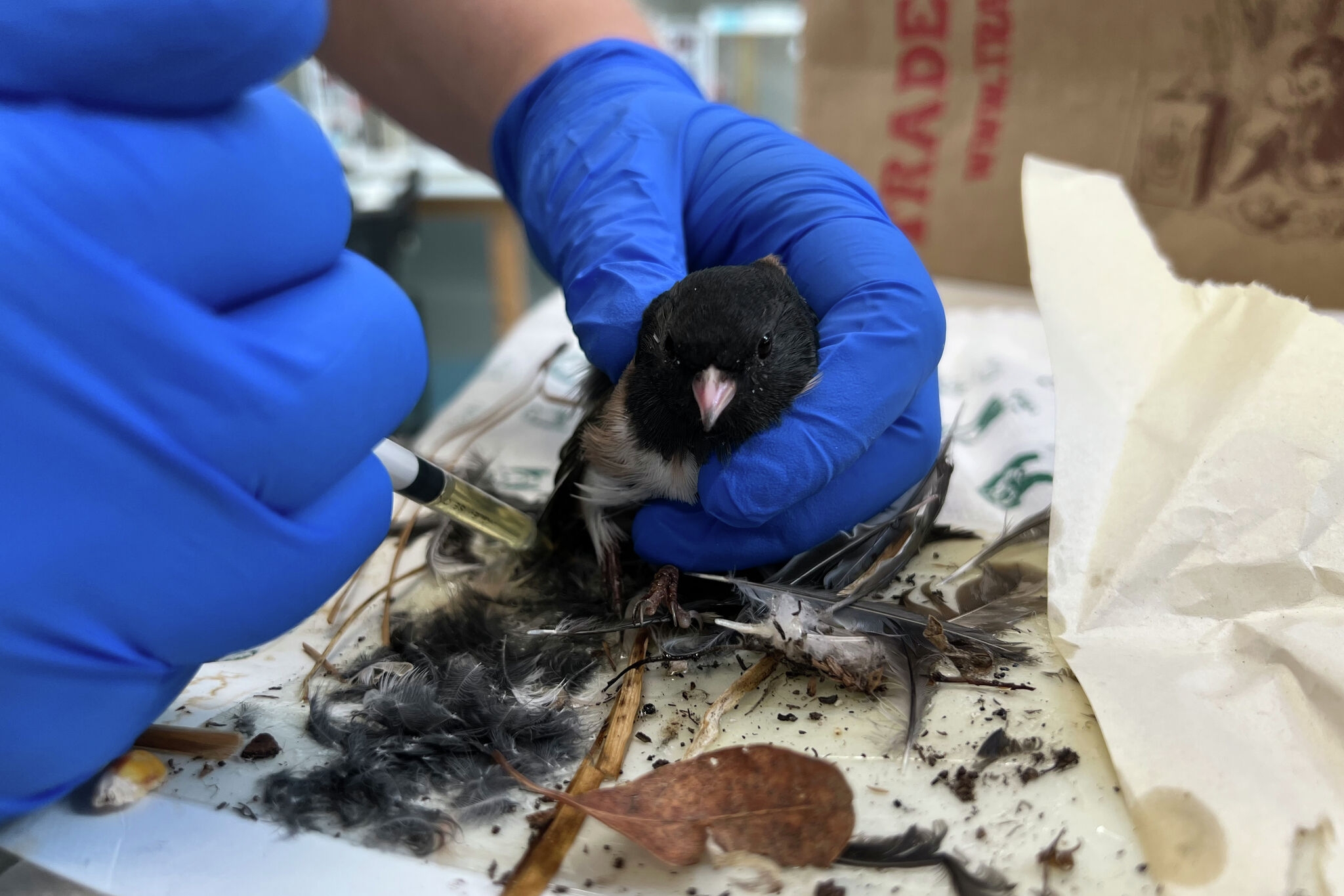 San Francisco could have a ban on glue traps. Opponents say they are cruel and harm wildlife