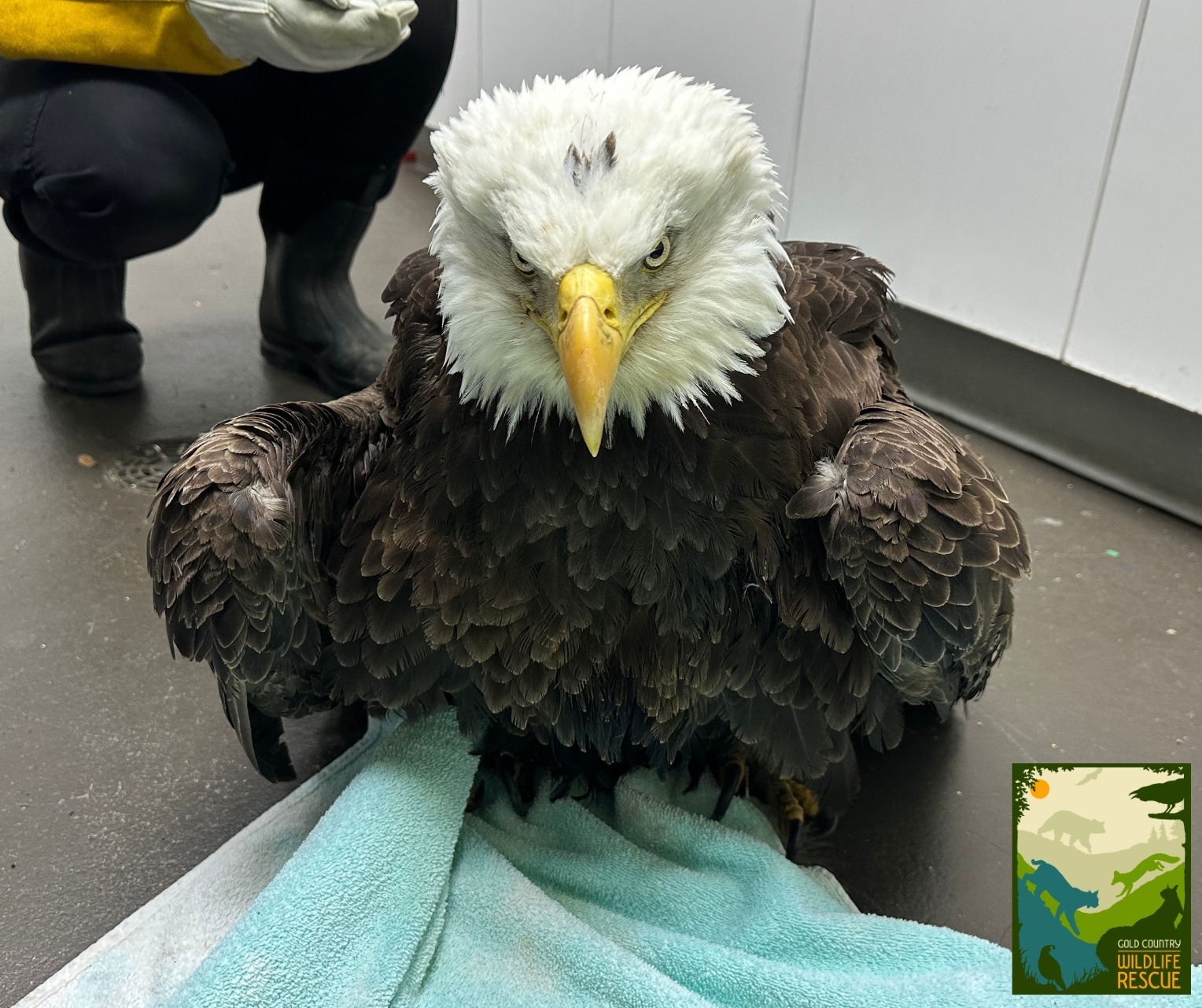 ‘Magnificent bird' euthanized in Tahoe as bald eagle count hits lowest number in a decade