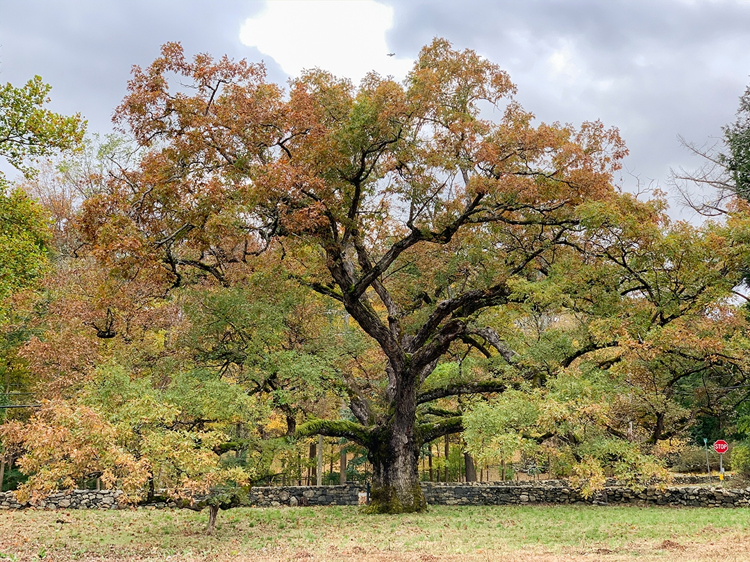 Oaks excel at supporting the food web (including us). Arbor Day is a reason to plant one