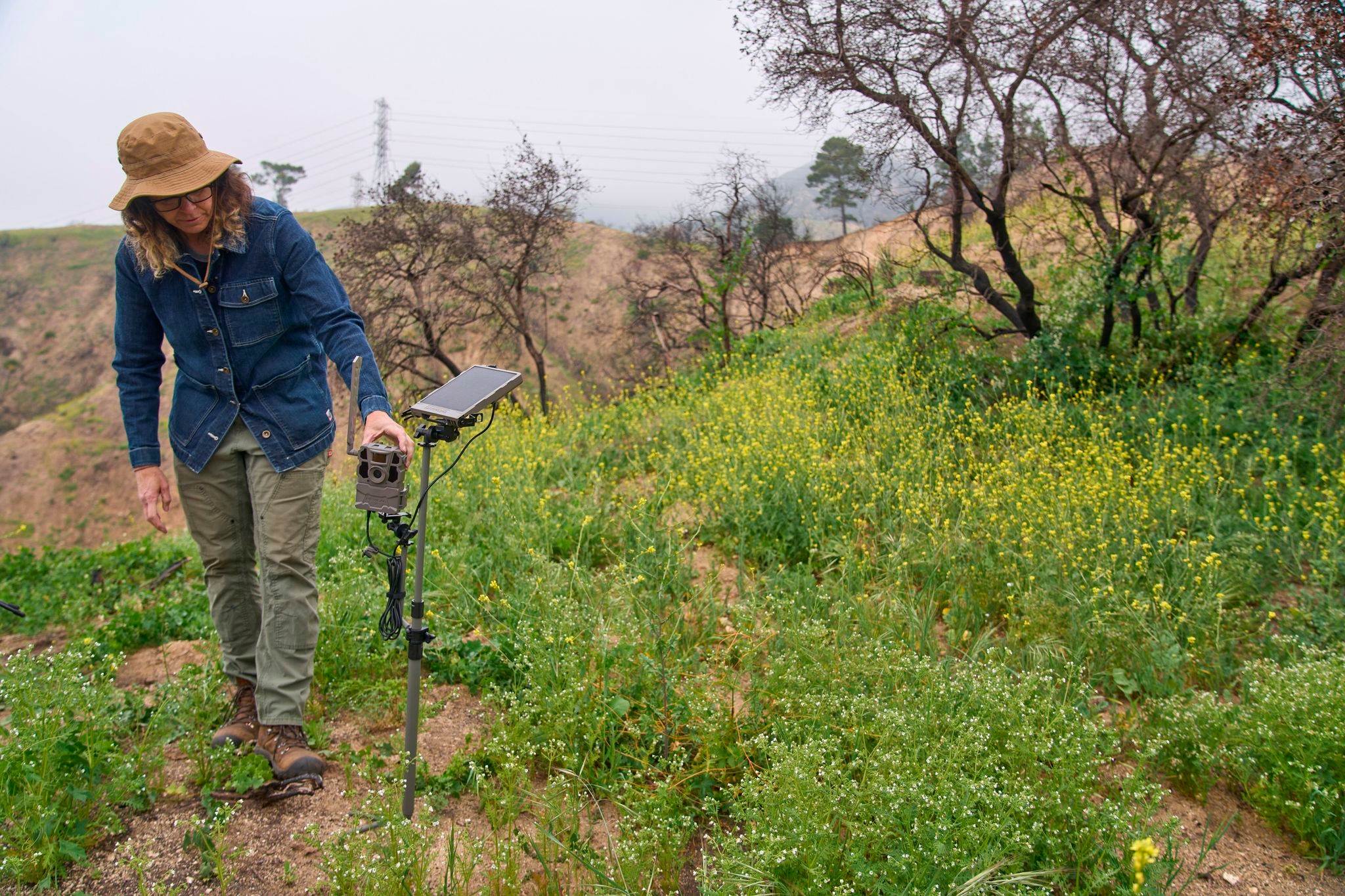Left alone by humans, wildlife returns to the Eaton Fire burn area