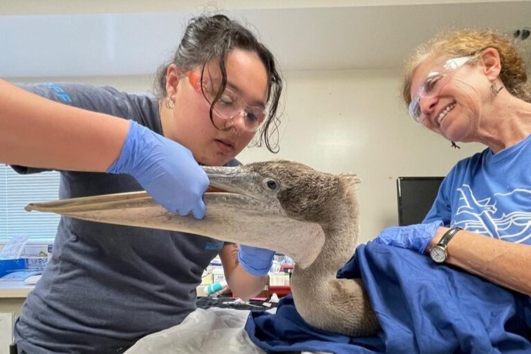 Brown pelicans are starving across California. Wildlife experts think they know why