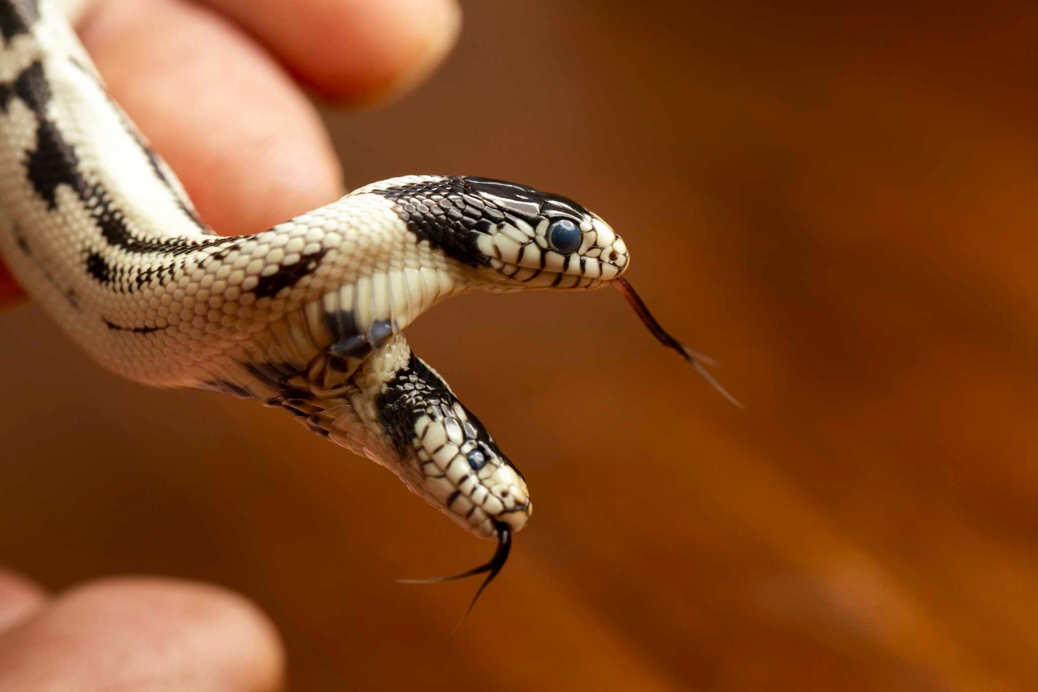 A Berkeley pet store hatched a rare two-headed snake. That was the easy part