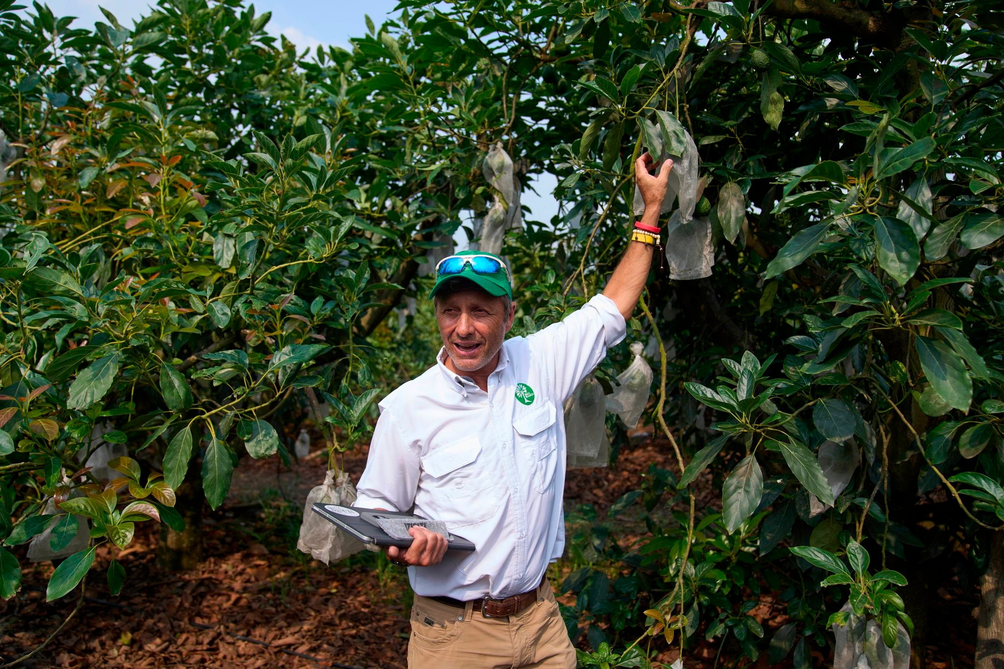 Guatemala gearing up to export avocados to US despite tariffs and delays