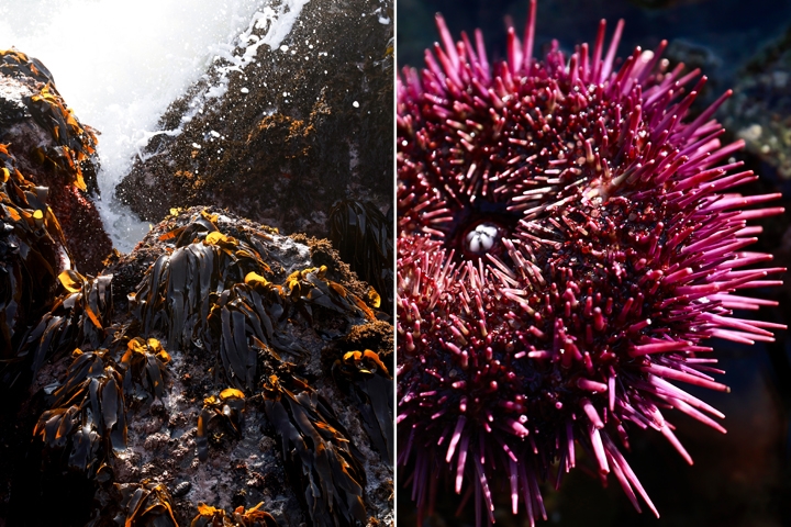 Can turning purple urchins into kitchen countertop save California's seafloor?